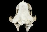 Fossil Hyaenodon Skull - South Dakota #131362-22